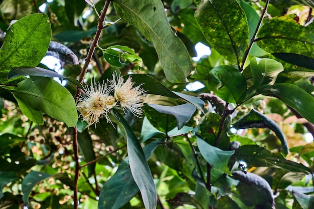 Flor de manzana de agua verde o Syzygium samarangense en un árbol muy fresco