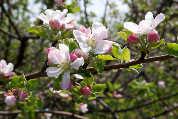 Flor de manzana cerca de primavera