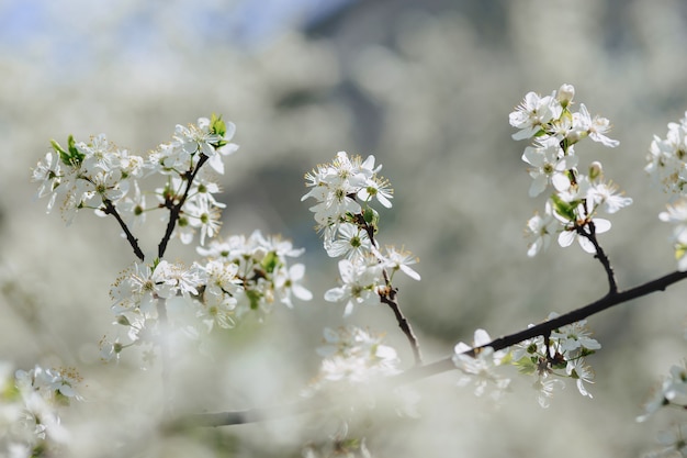 Flor de manzana o flor de cerezo en un día soleado de primavera