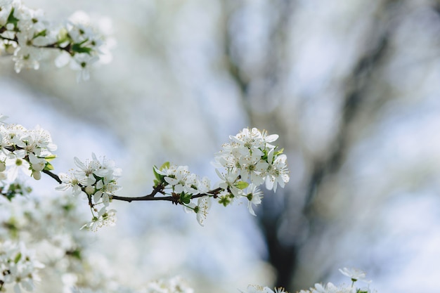 Flor de manzana o flor de cerezo en un día soleado de primavera