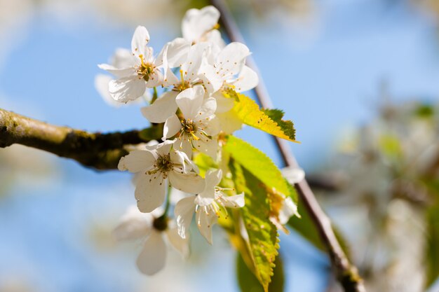 Flor de manzana en primavera en un día soleado