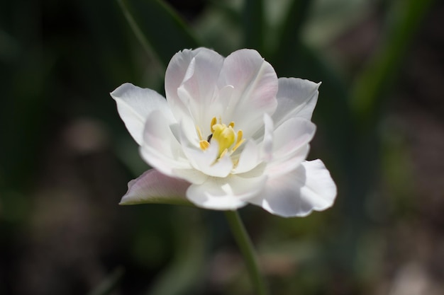 Flor de manzana en primavera en el jardín