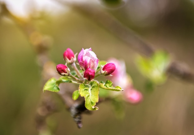 Flor de manzana de primavera en la ramita