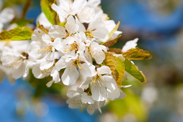 Flor de manzana en primavera