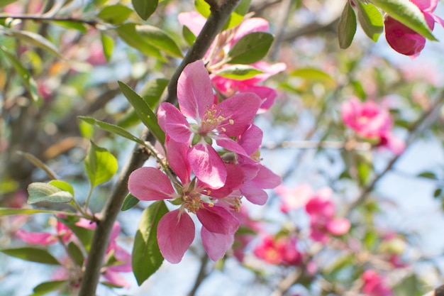 Flor de manzana rosa en el jardín. Hermosas flores de primavera a la luz del sol