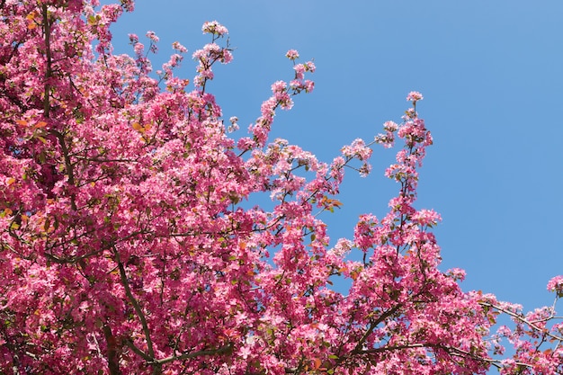 Flor de manzana rosa sobre fondo de cielo azul. Hermoso árbol floreciente de primavera en la luz del sol