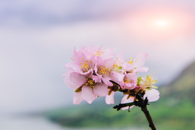 Flor de manzana rosa