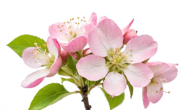 flor de manzana rosada sobre un fondo blanco