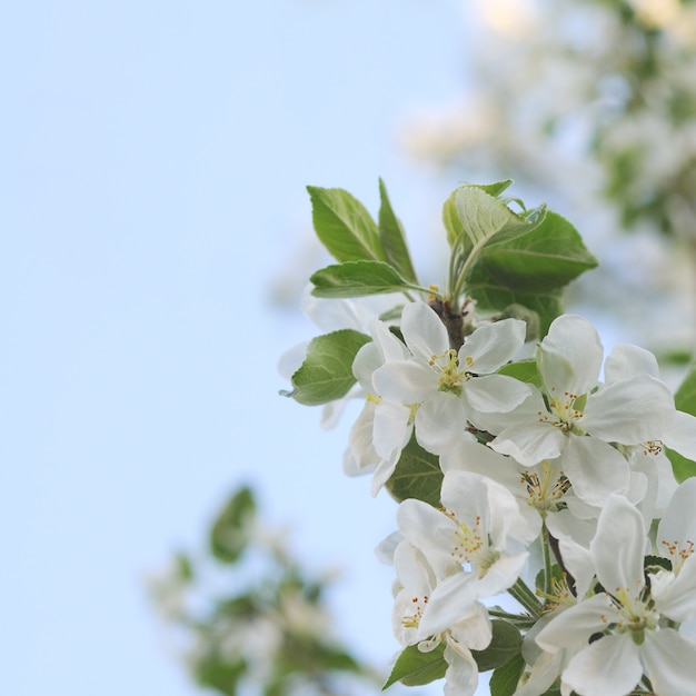 Flor de manzana sobre un fondo de cielo