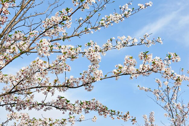 flor de manzana sobre fondo de cielo