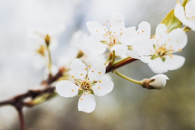 Flor de manzana sobre fondo de naturaleza flores de primavera