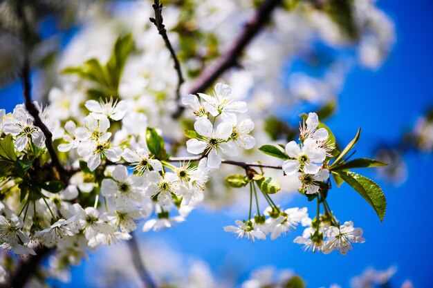 Flor de manzana en el tiempo de primavera del árbol