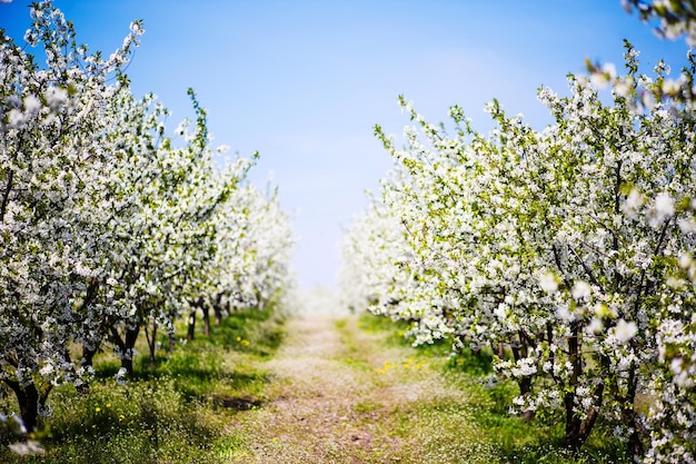 Flor de manzana en el tiempo de primavera del árbol