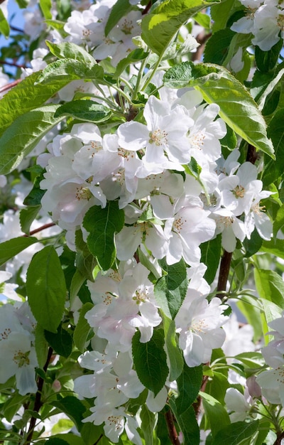 flor de manzana