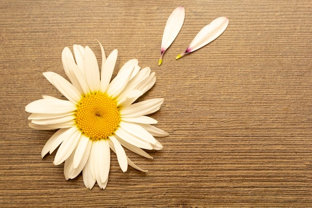 Flor de manzanilla blanca con pétalos voladores en fondo de madera adivinación en los amores en
