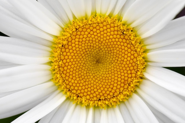 Flor de manzanilla blanca sobre un fondo negro