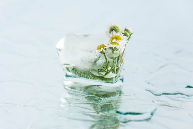 Foto flor de manzanilla congelada en cubito de hielo