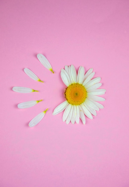 Foto una flor de manzanilla se encuentra sobre un fondo rosa de color. varios pétalos están separados del capullo, que se encuentran separados uno al lado del otro en un círculo.