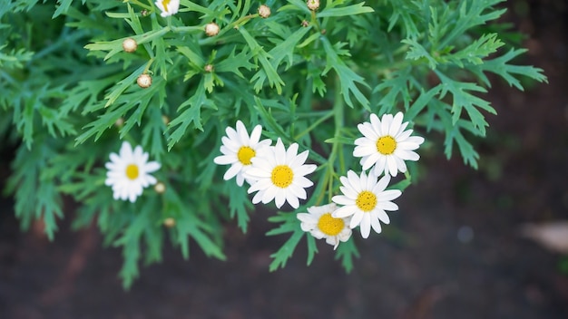 Flor de manzanilla en el jardín