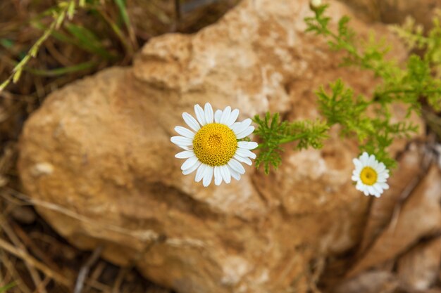 Flor de manzanilla, manzanilla, mayweed perfumado, Matricaria chamomilla flor de manzanilla