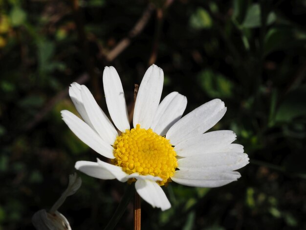 flor de manzanilla en el sol de la mañana