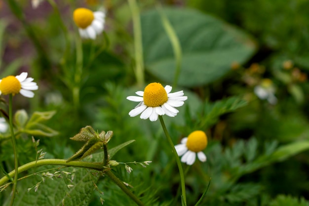 flor de manzanilla