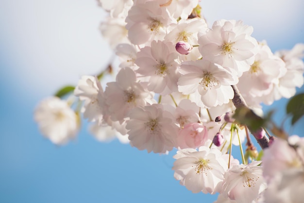 Flor de manzano floreciendo en primavera, fondo natural vintage soleado floral