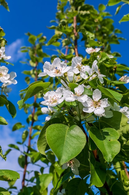 Flor de manzano, flores blancas, contra el fondo de cielo azul