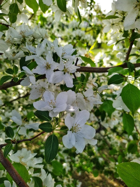 Flor de manzano con flores blancas