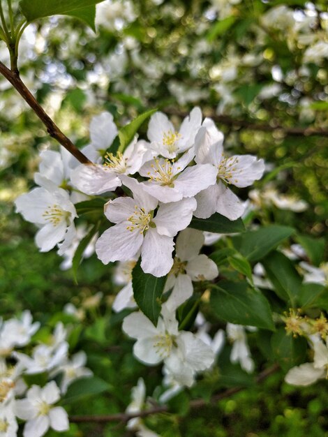 Flor de manzano con flores blancas