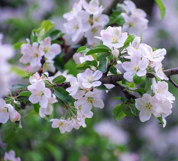 Flor de manzano en primavera