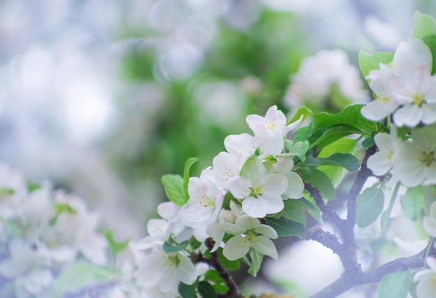 Flor de manzano en primavera