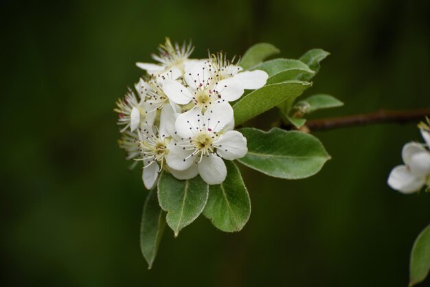 Flor de manzano que florece en el fondo vintage floral de primavera