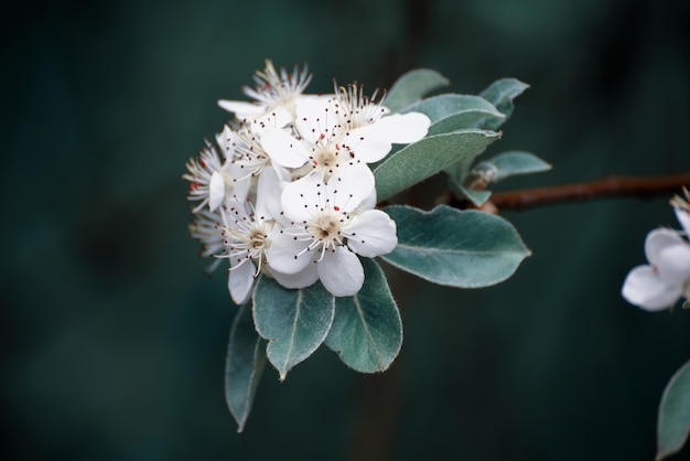 flor de manzano