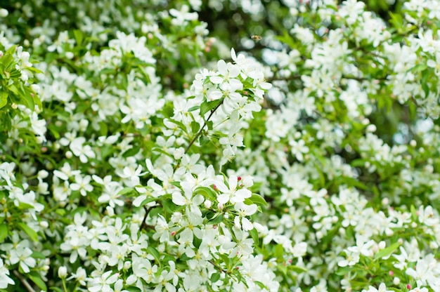 flor de manzano