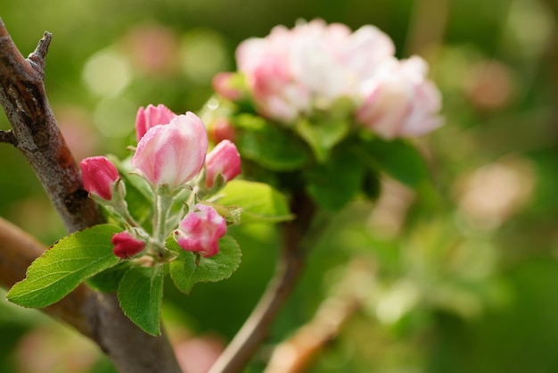 flor de manzano