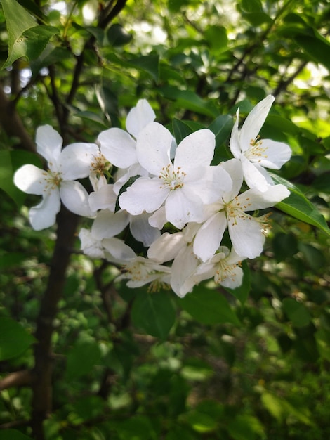 Flor de manzano