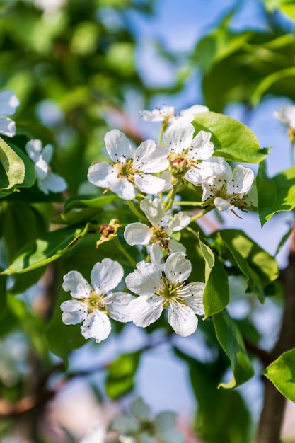 Flor de manzano