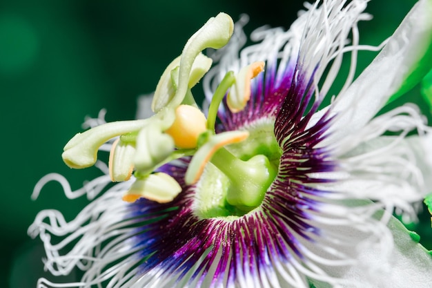 Flor de maracuyá Primer plano imagin