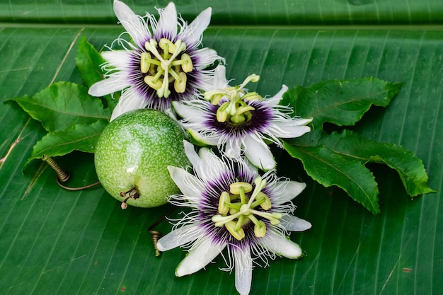 flor de maracuyá