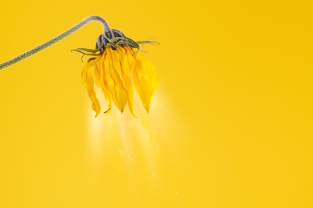 Flor marchita amarilla de topinambur sobre fondo amarillo con alcachofa de Jerusalén marchita