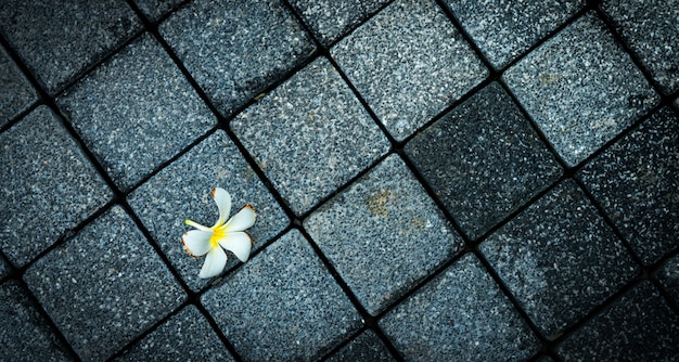 Flor marchita en carretera vacía de hormigón negro y gris. Murió y muerte de fondo.