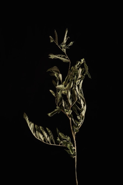 Flor marchita Flores marchitas sobre pared negra Flores secas