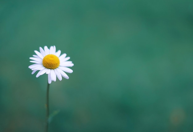 Flor margarida no conceito de verão de fundo verde