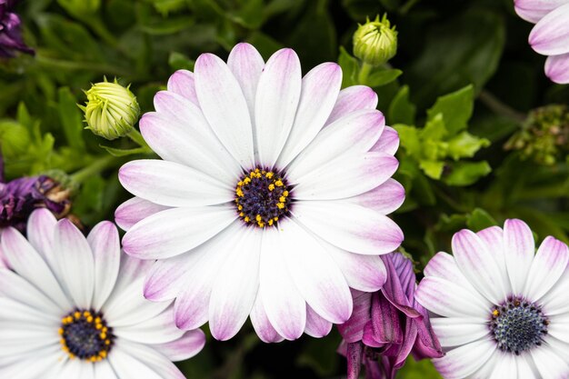 Foto flor de margarita africana blanca y púrpura que crece en el jardín dimorphotheca pluvialis