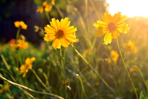 Flor de una margarita amarilla en el jardín contra la perspectiva de la puesta del sol y del sol