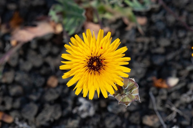 Flor de una margarita amarilla en el jardín en un día soleado