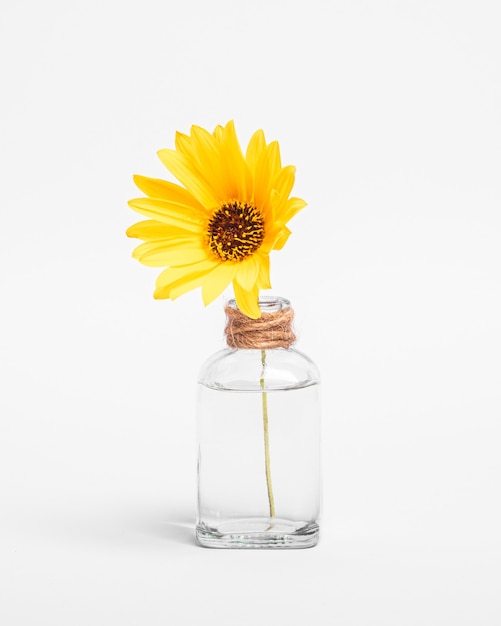 Flor de Margarita amarilla sola en tarro de cristal vintage con agua
