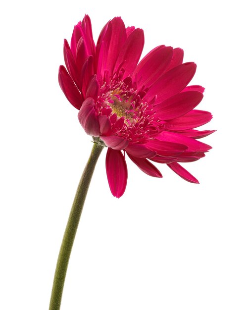 Flor de la margarita de Barberton, Gerbera jamesonii, aislada sobre fondo blanco, con trazado de recorte