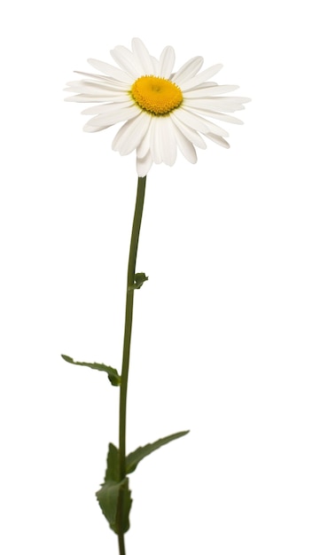 Una flor de margarita blanca aislada sobre fondo blanco. Endecha plana, vista superior. patrón floral, objeto